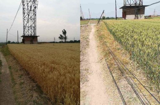 歪斜電桿、垂落線纜處置前后